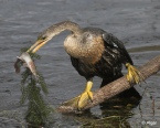 Anhinga 14.jpg