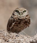 Burrow owls 06.jpg