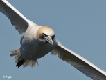 Gannets 01.jpg