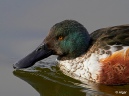 Shoveler 14.jpg
