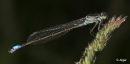 Damselflies 19.jpg