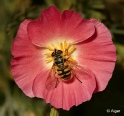 Hoverfly1 14.jpg