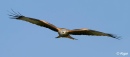 Red kites 19.jpg