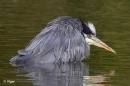 Herons 17.jpg
