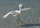 Egrets1 02.jpg