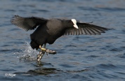 Coot 07.jpg