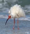 White ibis 11.jpg