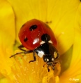 Ladybird 05.jpg