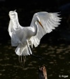 Egrets2 21.jpg