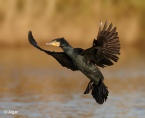 Cormorant 02.jpg