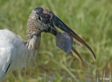 Wood storks 07.jpg