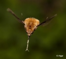Bee fly 11.jpg