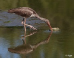 White ibis 08.jpg