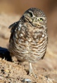 Burrow owls 09.jpg