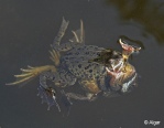 Frogs 19.jpg