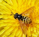 Hoverfly3 06.jpg