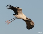Wood storks 21.jpg