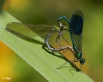 Damselflies 09.jpg