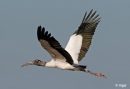 Wood storks 17.jpg