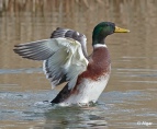 Mallards 08.jpg