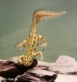 Newts 12.jpg