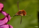 Bee fly 19.jpg