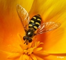 Hoverfly1 09.jpg