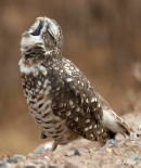 Burrow owls 20.jpg